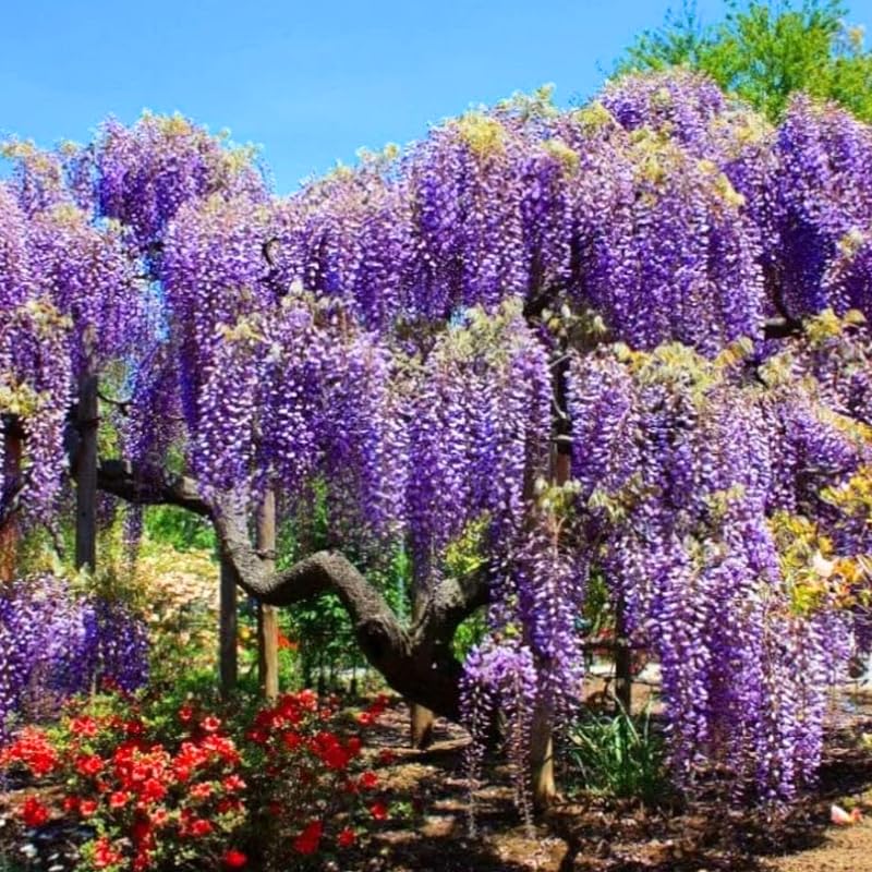 Purple Wisteria Tree Live Plant for Planting, 6-12 Inc Tall, Wisteria Vine Fragrant Flowers, Potted Well Plant