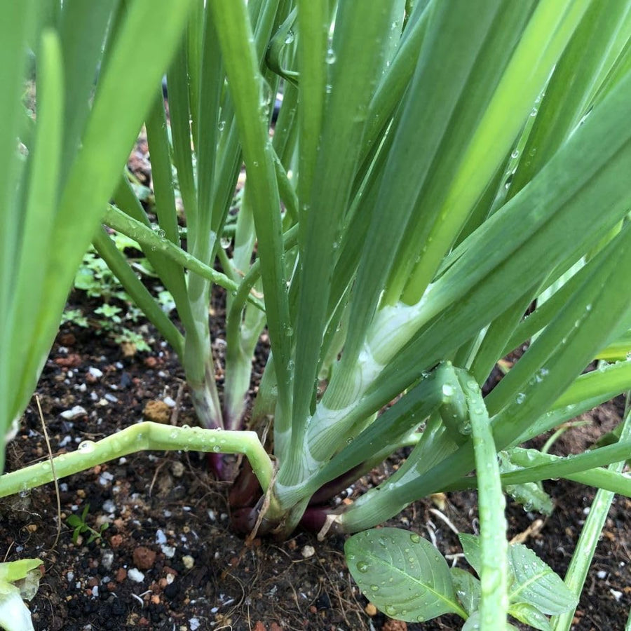 50+ American Flag Leeks Seeds, Vegetable Garden Seeds, Suitable for Backyard and Outdoor Planting
