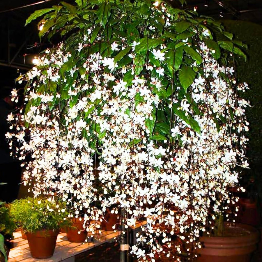 Clerodendrum Plant Live, Houseplant Well Rooted, Fragrant Light Bulb Chain of Glory Flowers Vine, 5 to 9 Inch Tall, No Pot (Clerodendrum Wallichii Smithianum)