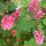 Live Pink Flowering Currant Plant 4-7nInch Tall, Flowering Currant Shrub with Spring Blooms, Ornamental Flowering Bush in Pot