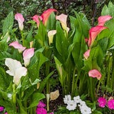 Set of 4 Mixed Calla Lily Bulbs, Calla Lily Bulbs for Planting, Vibrant Blooming Flowers for Garden Beds, Patio Pots, Balcony Planters, and Indoor Growing