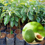 15"-20" Avocado Trees Live Plants in Half Gallon Pot, Avocado Plant, Winter Hardy, 1 Year Old Tree, No CA