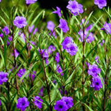 2 Mexican Petunias Live Plants - Petunia Plants Live, Live Petunia Plants Outdoor - Zone 8 to 11, Size 4 to 7 Inch Tall, Purple