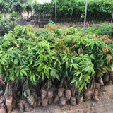 Sweet Heart Lychee Tree Live Plant 10-12 Inch Tall, Sweet Lychee Plant Live, Tropical Litchi Fruit Tree, Half Gallon Pot