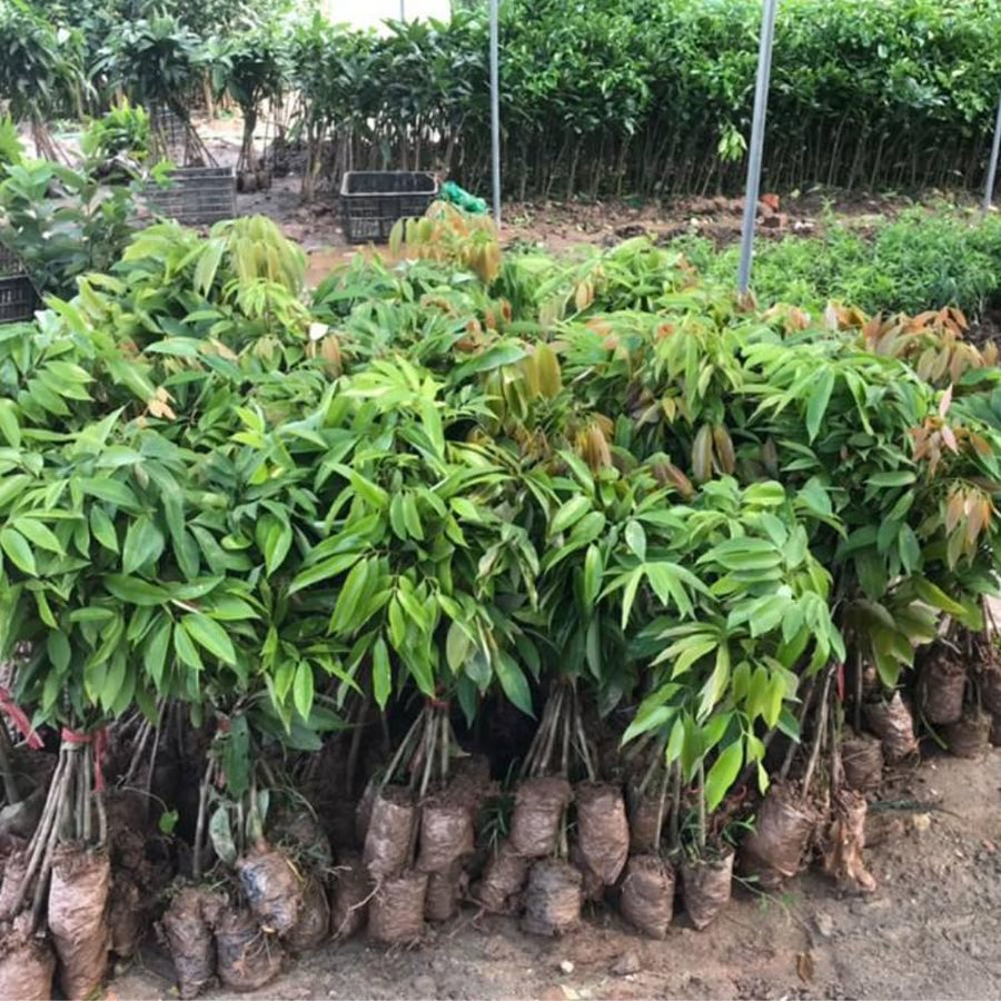Sweet Heart Lychee Tree Live Plant 10-12 Inch Tall, Sweet Lychee Plant Live, Tropical Litchi Fruit Tree, Half Gallon Pot