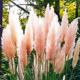 2 Mixed Pampas Grass Plants Live, Live Pampas Grass Plant Ornamental Grass Plant Perennial, from 5 Inc to 7 Inc Tall