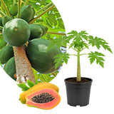 Dwarf Papaya Tree Plant Live in Half Gallon Pot, Tropical Papaya Plant 7-12 Inches Ready to Grow, Tropical Frui Tree Outdoor Growing