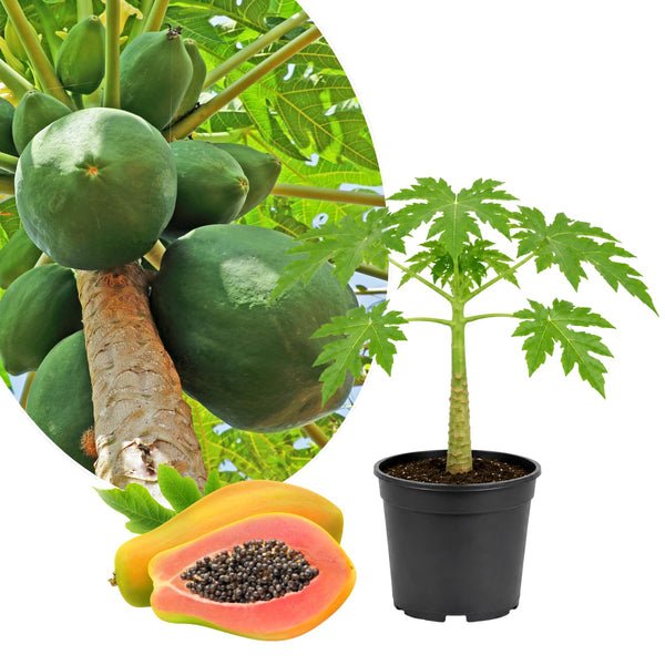 Dwarf Papaya Tree Plant Live in Half Gallon Pot, Tropical Papaya Plant 7-12 Inches Ready to Grow, Tropical Frui Tree Outdoor Growing
