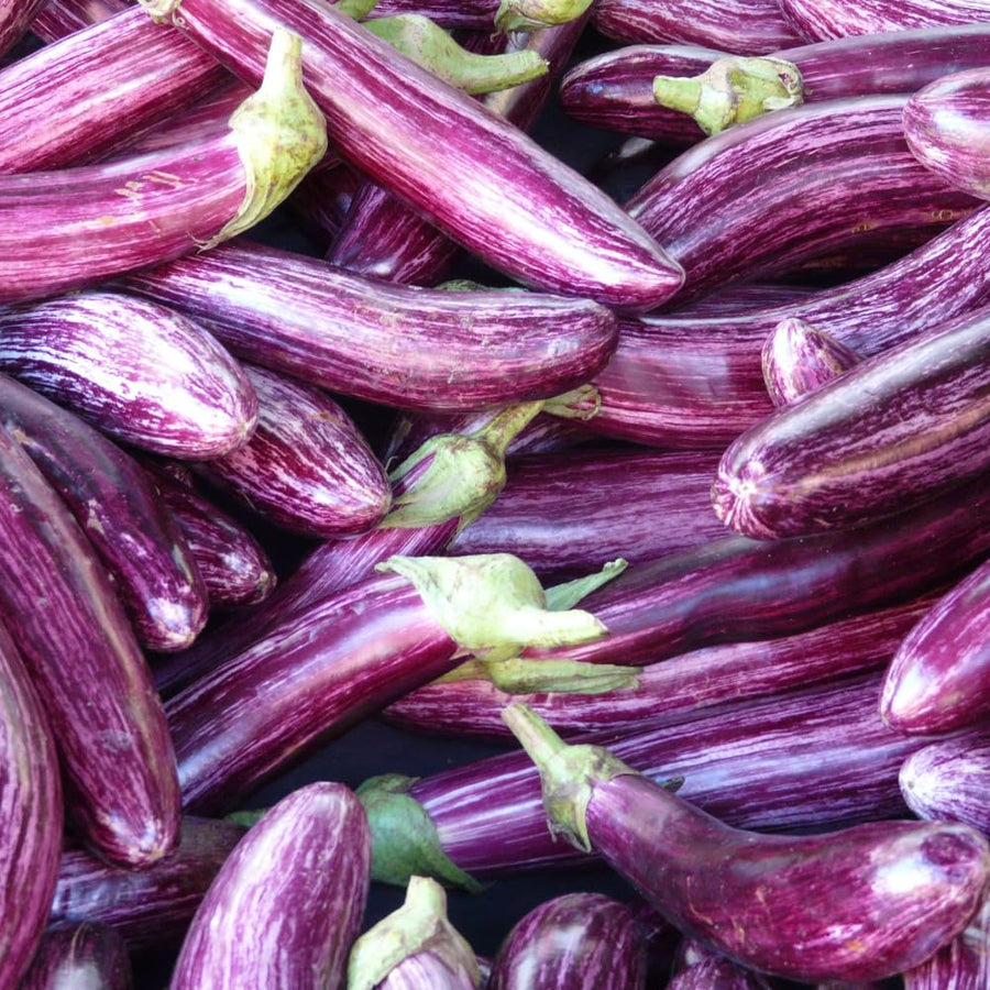 Purple Eggplant Plant for Planting, 4-7" Tall in 4 Inches Pot, Eggplant Vegetable Plants, Eggplants Seedling for Garden Growing