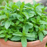 Fresh Common Mint Live Plant in 3.5 Inch Pot, Mint Herb Live Plant for Indoor Outdoor Growing, Spring Planting