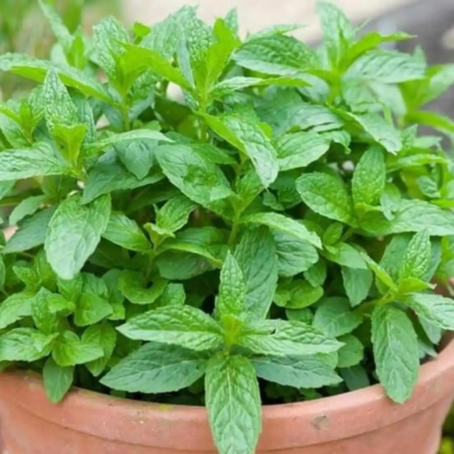Fresh Common Mint Live Plant in 3.5 Inch Pot, Mint Herb Live Plant for Indoor Outdoor Growing, Spring Planting