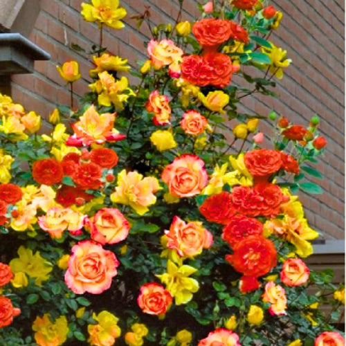 Red Yellow Orange Climbing Rose Live Plant, Fragrant Rose Bush Ready to Plants, Zone 5 to 9, Size 5 to 7 Inches and Bare Root