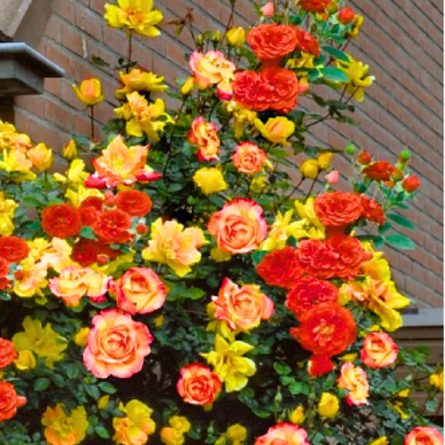 Red Yellow Orange Climbing Rose Live Plant, Fragrant Rose Bush Ready to Plants, Zone 5 to 9, Size 5 to 7 Inches and Bare Root