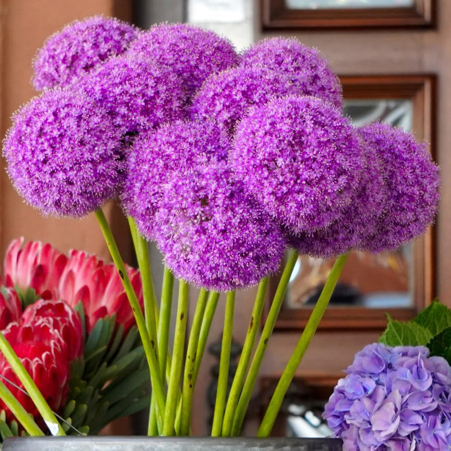 5 Allium Bulbs for Planting, Allium Gladiator Bulbs, Purple Blooming Onion Flowering Perennial for Spring and Summer Garden