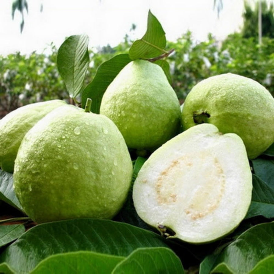 Guava Tree Plant Live, White Guava Plant, 6 to 10 Inc Long, Indoor Outdoor Backyard Fruit Tree