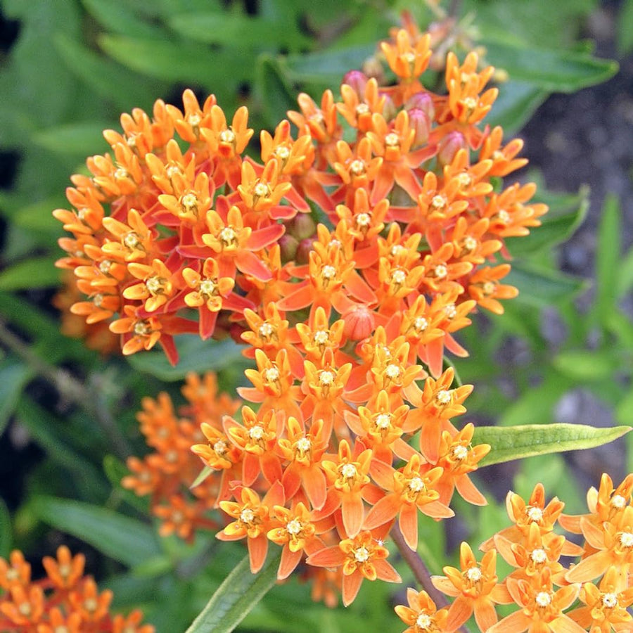 75 Orange Milkweed Seeds for Planting, Milkweed Flower Seed