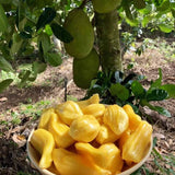 Jackfruit Tree Live Plant, Sweet Tropical Fruit 8-10 Inches Tall, 4 Inc Pot, Sweet Jackfruit Plant for Grow Outdoor