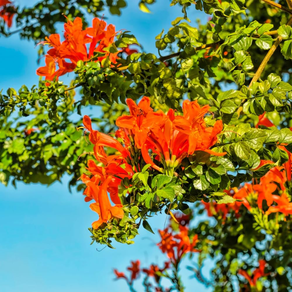 Orange Honeysuckle Plant Live, 8-10 Inches Tall in 4 Inch Pot, Fast Growing Flowering Vine for Outdoor Planting