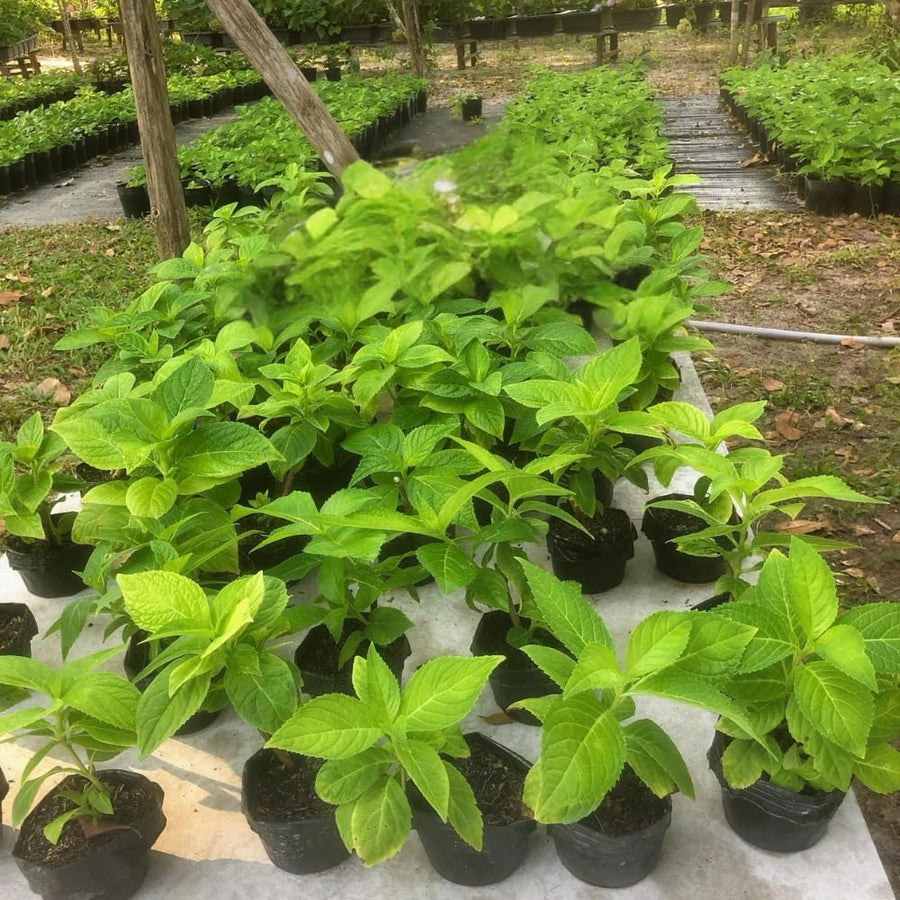 Blue to Pink Hydrangea Plant Live Tree, Rare Color, 4" Pot, Perennial and Hardy Blooming Shrub for Garden Spring Planting