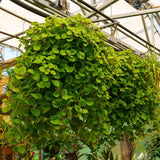 Green Swedish Ivy Live Plants in 4'' Pot, Hardy Ivy Vine Plant for Trellis, Ground Cover, Live Indoor Houseplants