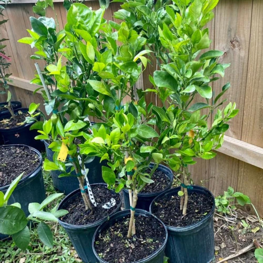 Green Lime Tree Live, 2-3 Feet Tall Grafted Citrus Plant, Lime Tree for Outdoor or Indoor Growing