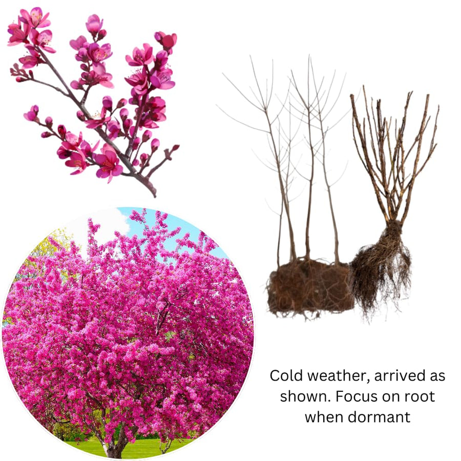 Set of 2 Redbud Trees Live Bare Roots, 16-24 Inches Tall, Hardy Flowering Ornamental Trees for Outdoor Planting