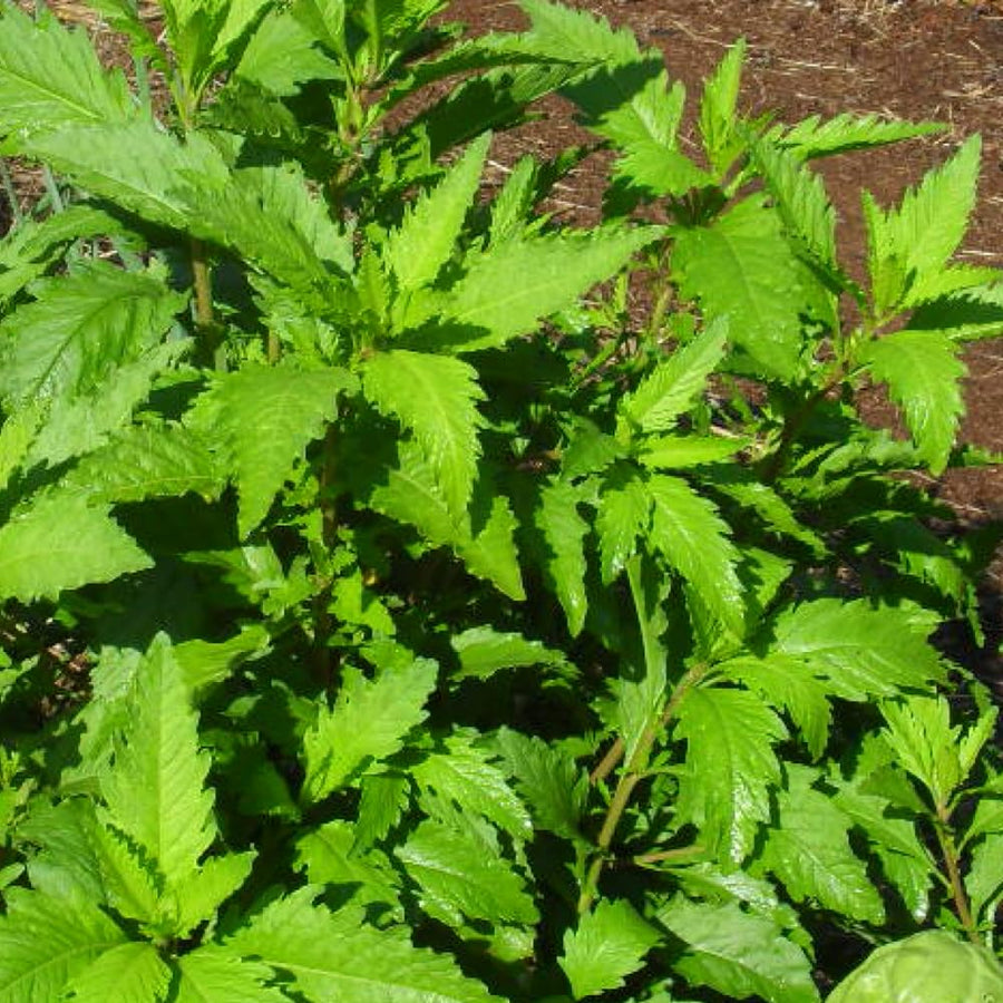 Live Epazote Herb Plant, Epazote Plant Live 4” Potted Culinary Herbs for Indoor or Outdoor, 6-9" Tall