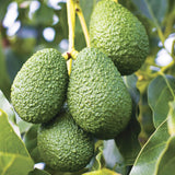 16-20" Cold Hardy HASS Avocado Tree Live Plant in Half Gallon, 1 Year Old Avocados Seedling for Planting, No CA