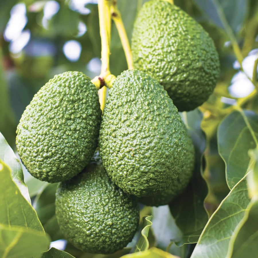 16-20" Cold Hardy HASS Avocado Tree Live Plant in Half Gallon, 1 Year Old Avocados Seedling for Planting, No CA