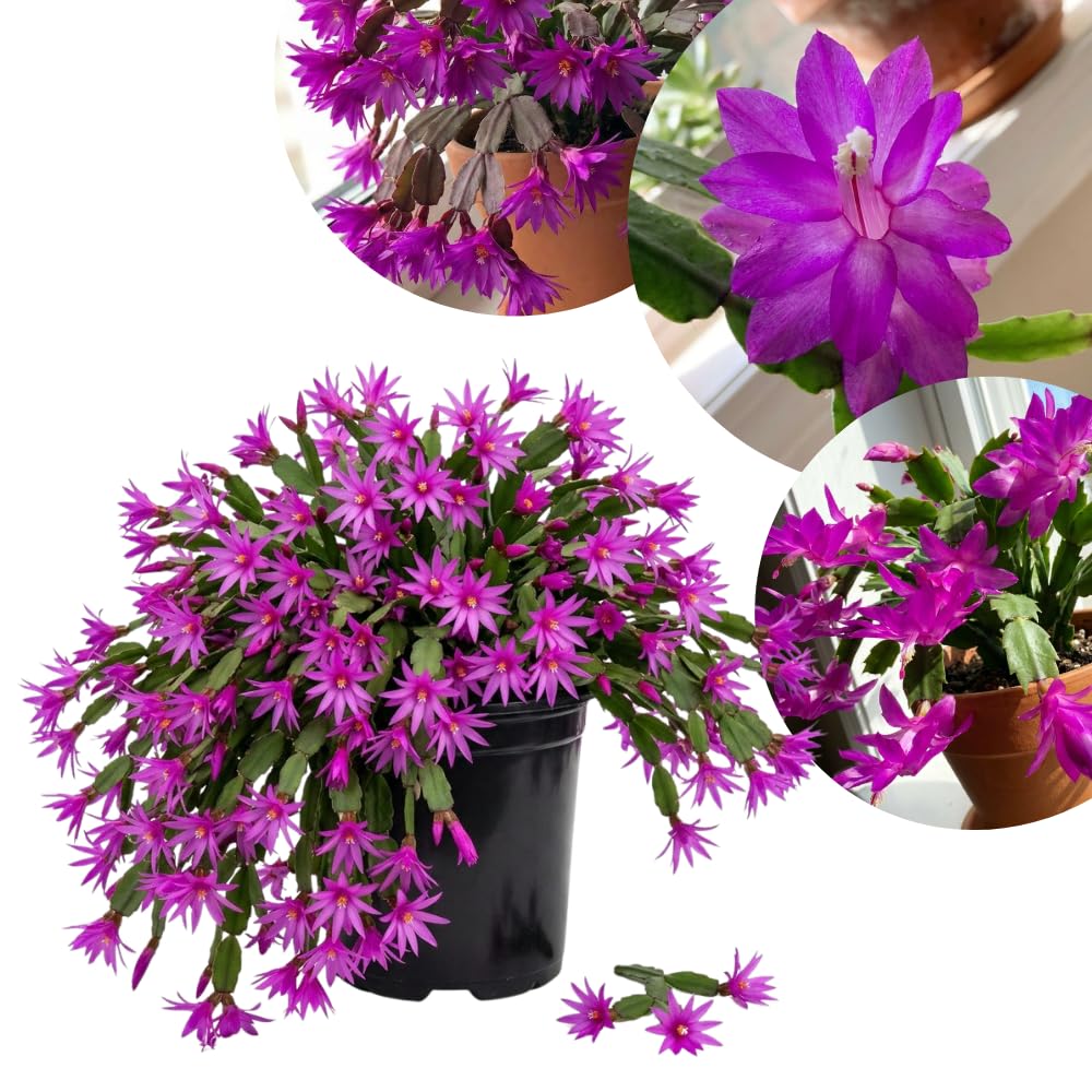 Easter Cactus Live Plant, Easter Cactus Plant 5 Inches in Height, 4 Inch Pot, Bright Bloom Flowering Houseplant for Planting (Purple)