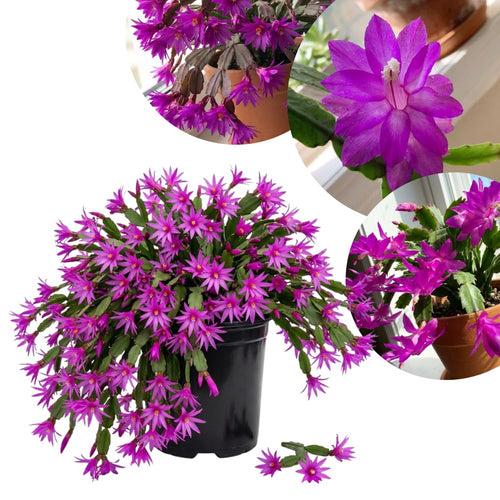Easter Cactus Live Plant, Easter Cactus Plant 5 Inches in Height, 4 Inch Pot, Bright Bloom Flowering Houseplant for Planting (Purple)