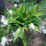 2 Queen of the Night Live Plant in 4 Inch Pot, Rare Night Blooming Orchid Cactus, Epiphyllum Oxypetalum Live Plant, 3-6 Inches Tall