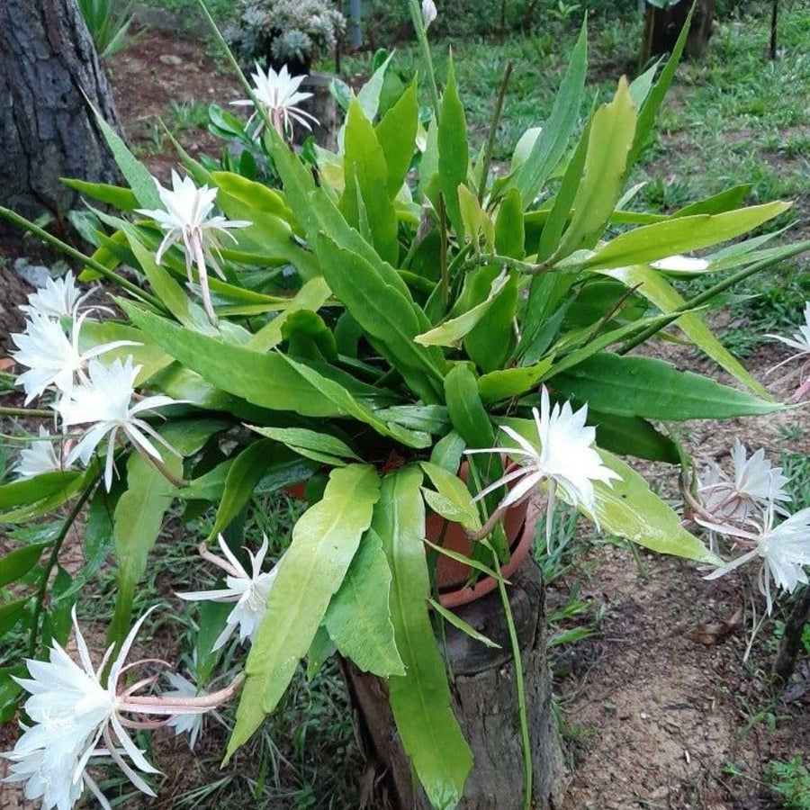 2 Queen of the Night Live Plant in 4 Inch Pot, Rare Night Blooming Orchid Cactus, Epiphyllum Oxypetalum Live Plant, 3-6 Inches Tall