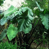 3 Colocasia Plants Live, Elephant Ear Caladium Esculenta Plants, 5 to 8 Inc Tall (Black Stems)