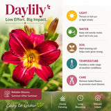 3 Red Daylily Bulbs for Planting, Reblooming Daylilies Roots, Hardy Perennial Flowers Bulbs, Gardens and Borders Planting