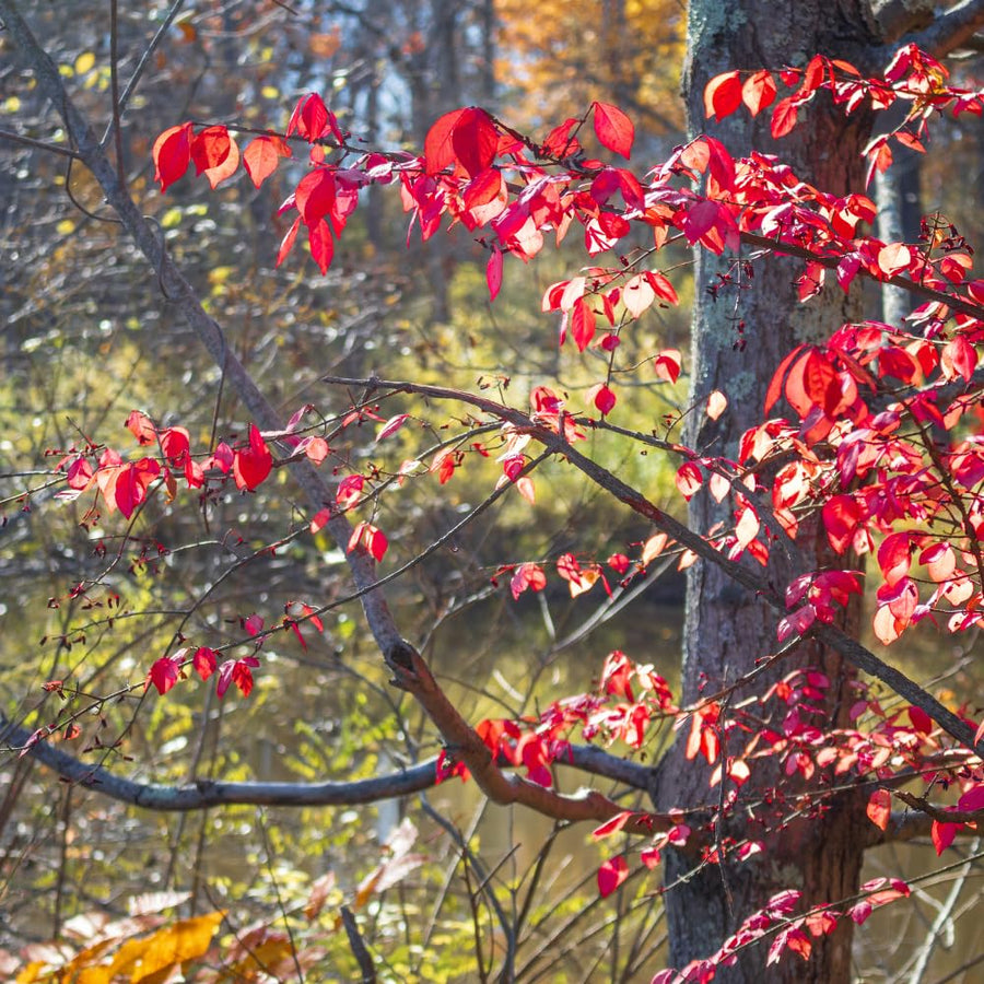 Set 5 Dwarf Burning Bush Bare Roots, Red Burning Bush Rooted Cuttings from 4 Inches in Height, Hardy Shrub Plant