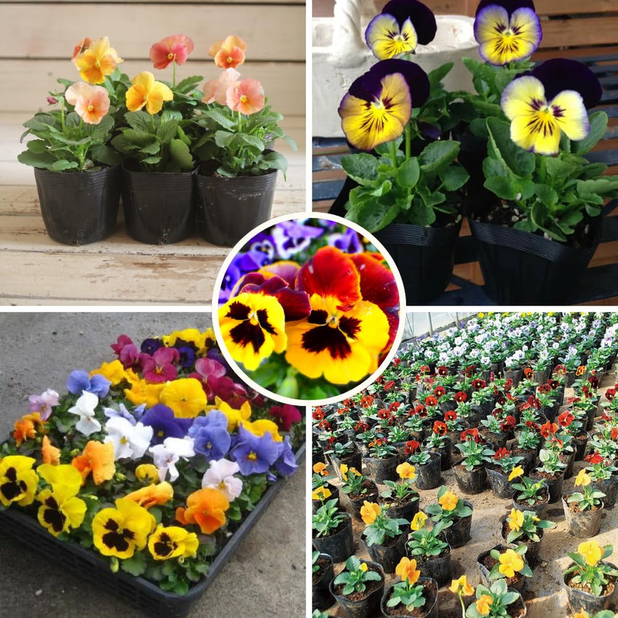 Set 2 Pansy Plants Live, Live Pansies Plant, 4-7 Inc Tall, Mix Pansy Seedling, Colorful Pansies Seedling for Indoor Outdoor Growing