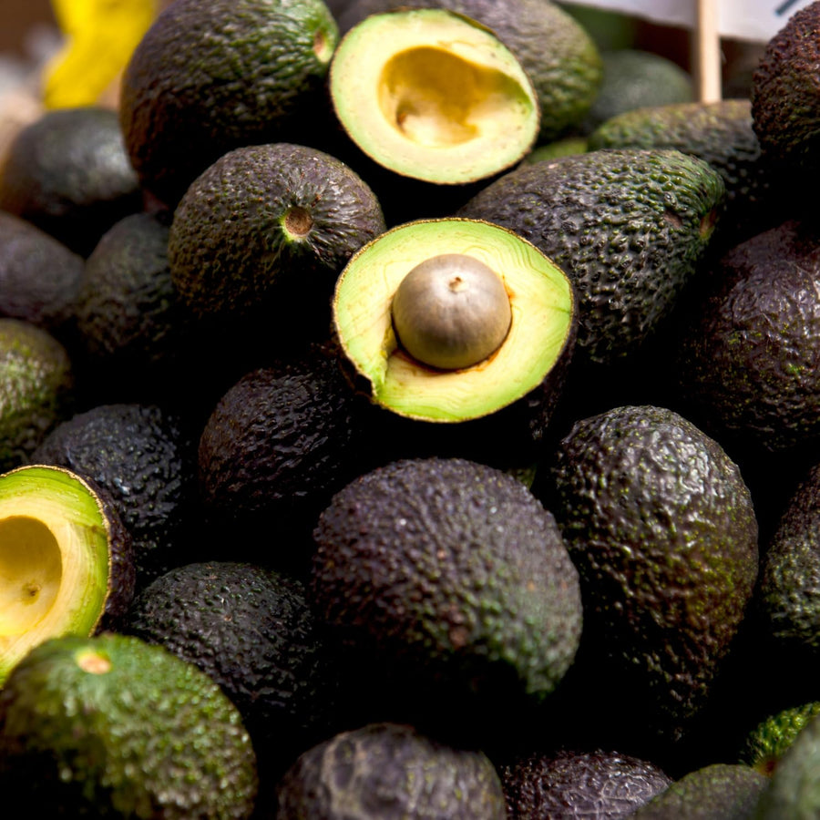 HASS Avocado Plant Live 8-10'' Tall, Cold Hardy Avocado Tree Seedlings Ready to Grow, Tropical Fruit Tree for Outdoor Growing