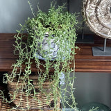 Succulent Plant Live, Trailing Houseplant, Indoor Green Foliage Plant in 4 Inch Pot (String of Dolphins)