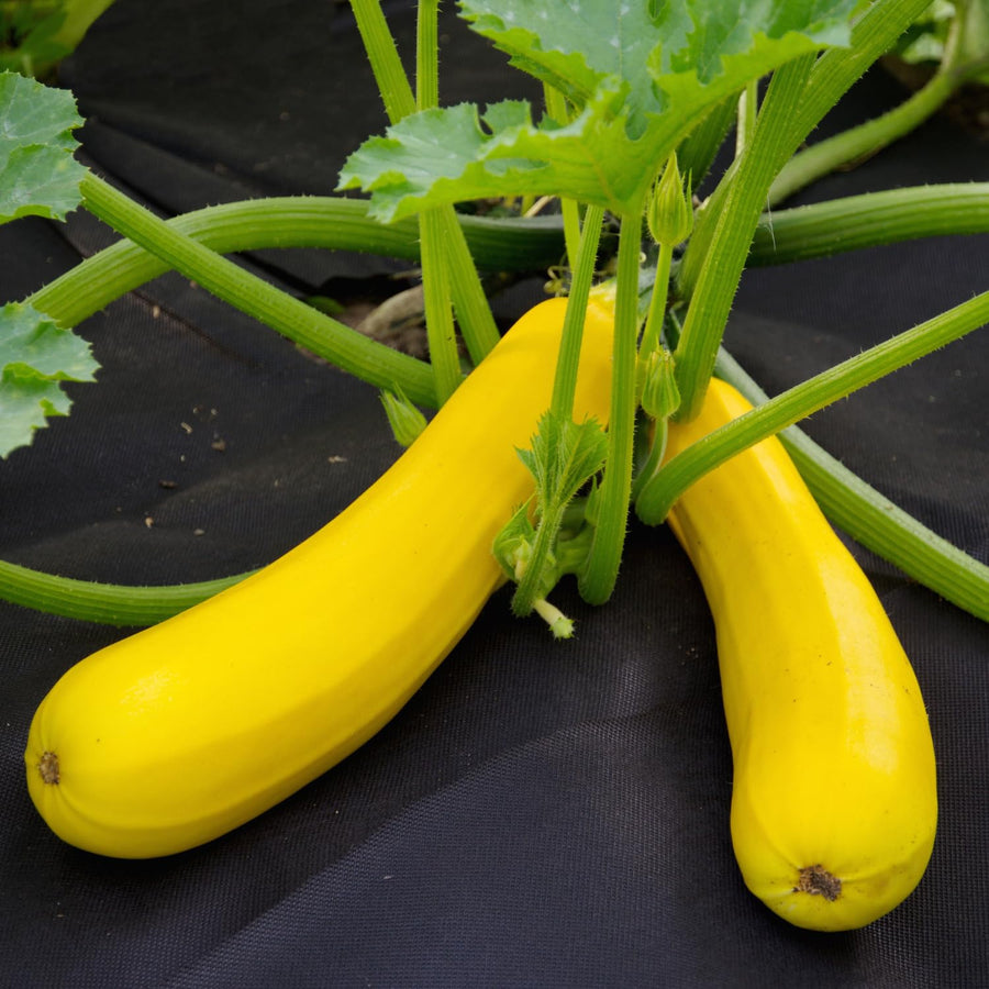 2 Yellow Zucchini Plants Live, 5-9 Inches Tall, Squash Vegetable Plant for Home Garden, Easy to Plant and High Yields