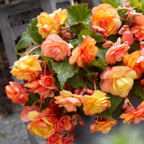 Begonia Live Plant Outdoor, Can Grow As Weeping Begonia, Orange Yellow Begonia, Fast-Growing, Easy-Care Flowering Plant for Gardens Containers, 5-9” Tall, No Pot, Begonia Maculata Plants