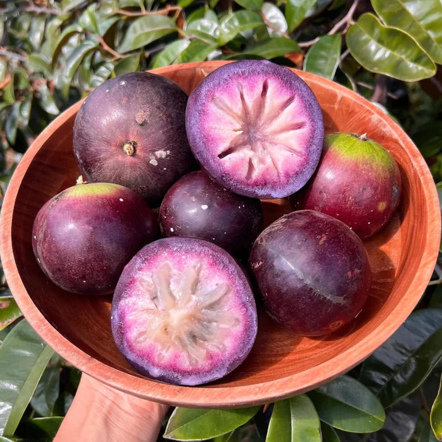 Star Apple Tree Live Plant, Purple Star Apple Plant Live, 1 Gallon Pot, 2-3 Feet Tropical Fruit Tree