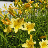 5 Golden Daylily Roots, Hardy Perennial Flower for Garden Beds and Borders Planting, Easy Care, Ready to Grow