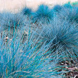 Blue Fescue Grass Plants Live, Ornamental Grass for Outdoor Landscaping and Containers, in 4" Pot