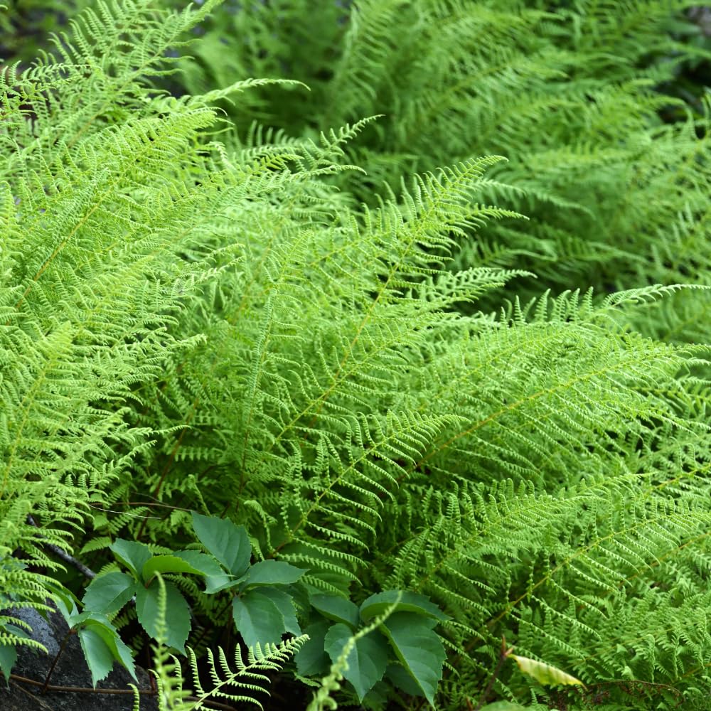 20 Roots of Hay Scented Fern, Fern Plants Live, Live Fern Plants, Fern Plant Seedlings, Fern Rhizomes for Planting, 20 Roots