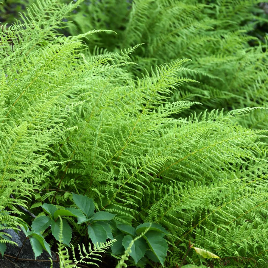 20 Roots of Hay Scented Fern, Fern Plants Live, Live Fern Plants, Fern Plant Seedlings, Fern Rhizomes for Planting, 20 Roots