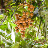 Sweet Longan Plant Live, 7-10 Inches, Longan Tropical Fruit Tree Well Rooted, Outdoor and Container Growing