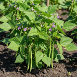 Set of 25 Long Green Bush Bean Seeds for Planting, Bush Bean Seeds, Green Beans, Heirloom Vegetable for Outdoor Planting
