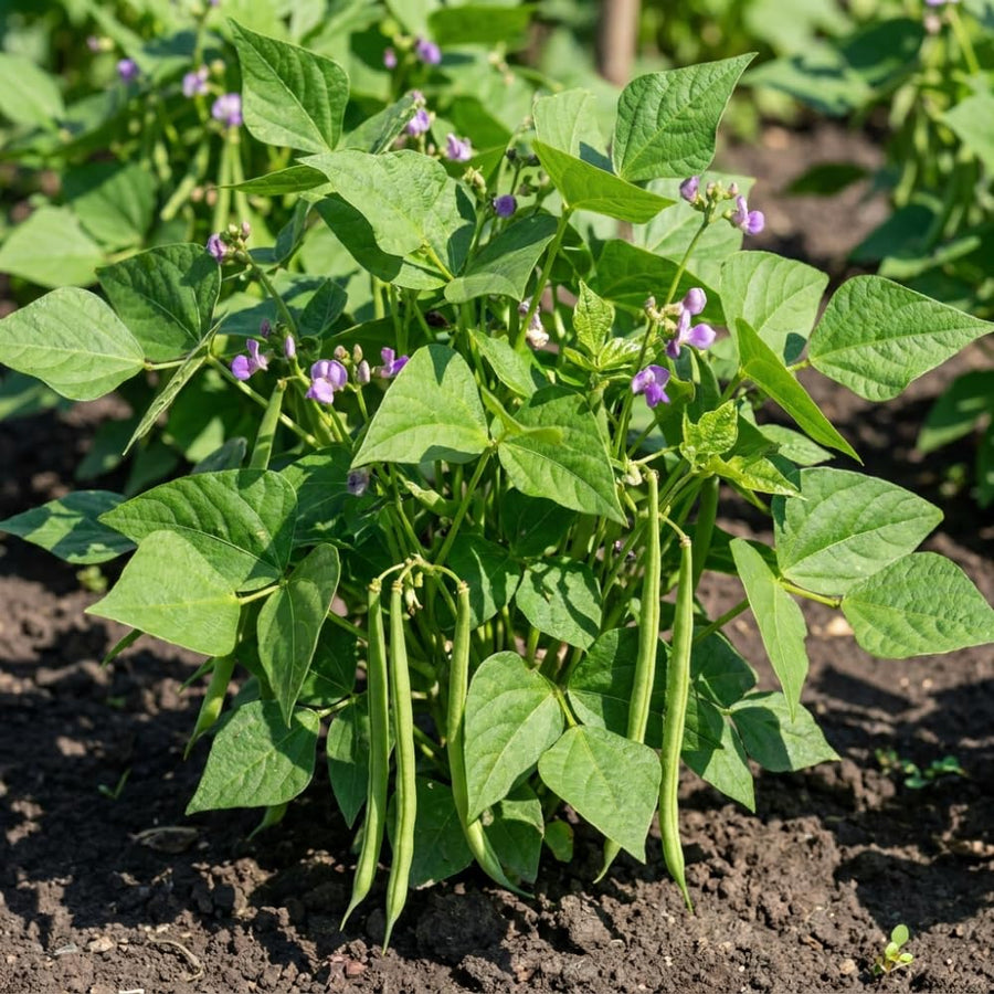 Set of 25 Long Green Bush Bean Seeds for Planting, Bush Bean Seeds, Green Beans, Heirloom Vegetable for Outdoor Planting