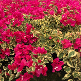 2 Trailing Bougainvillea Plants Live, Hardy Flowering Bougainvillea Plants for Hanging Basket, Container Growing, 4-8 Inches Tall (Raspberry Ice)